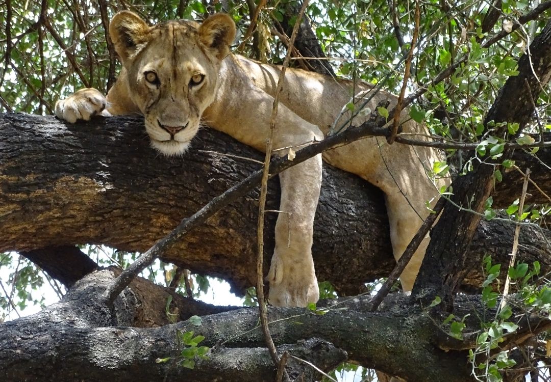 extended safaris 11 days
