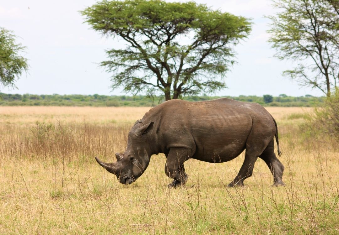 extended safaris 12 days