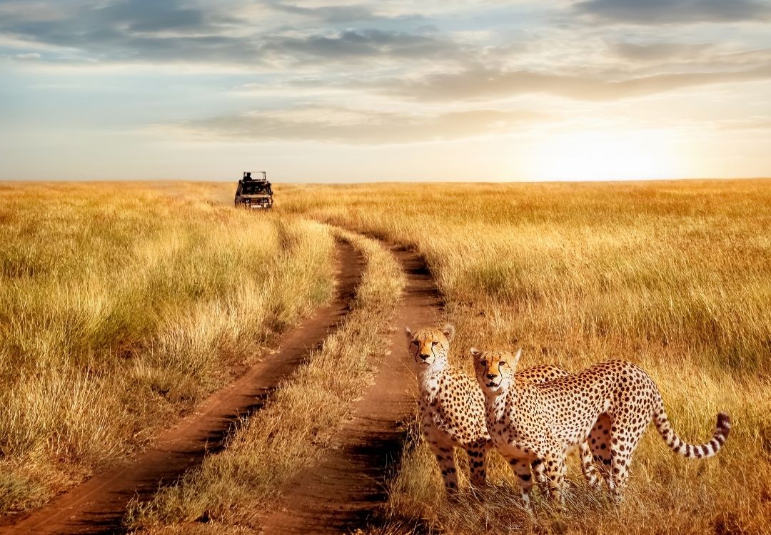 extended safaris