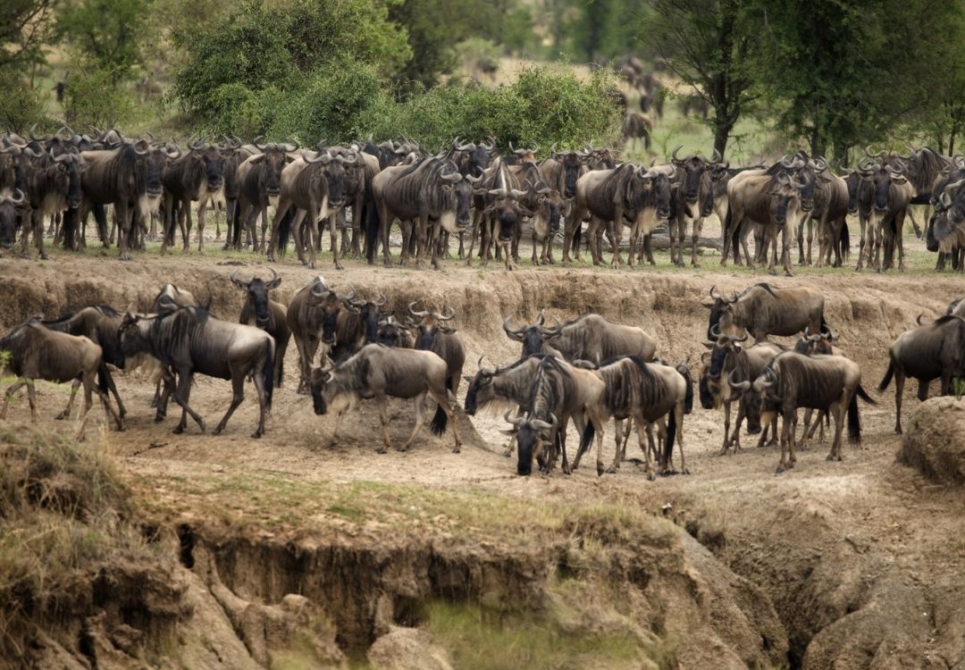 great north expeditions tanzania