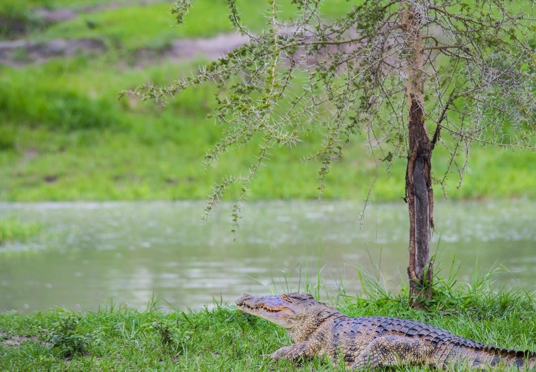 great north expeditions tanzania(10)