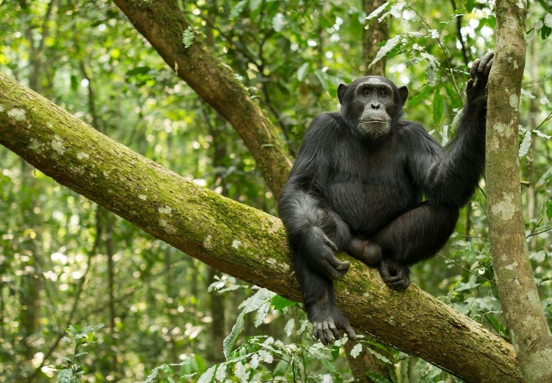 great north expeditions tanzania(14)