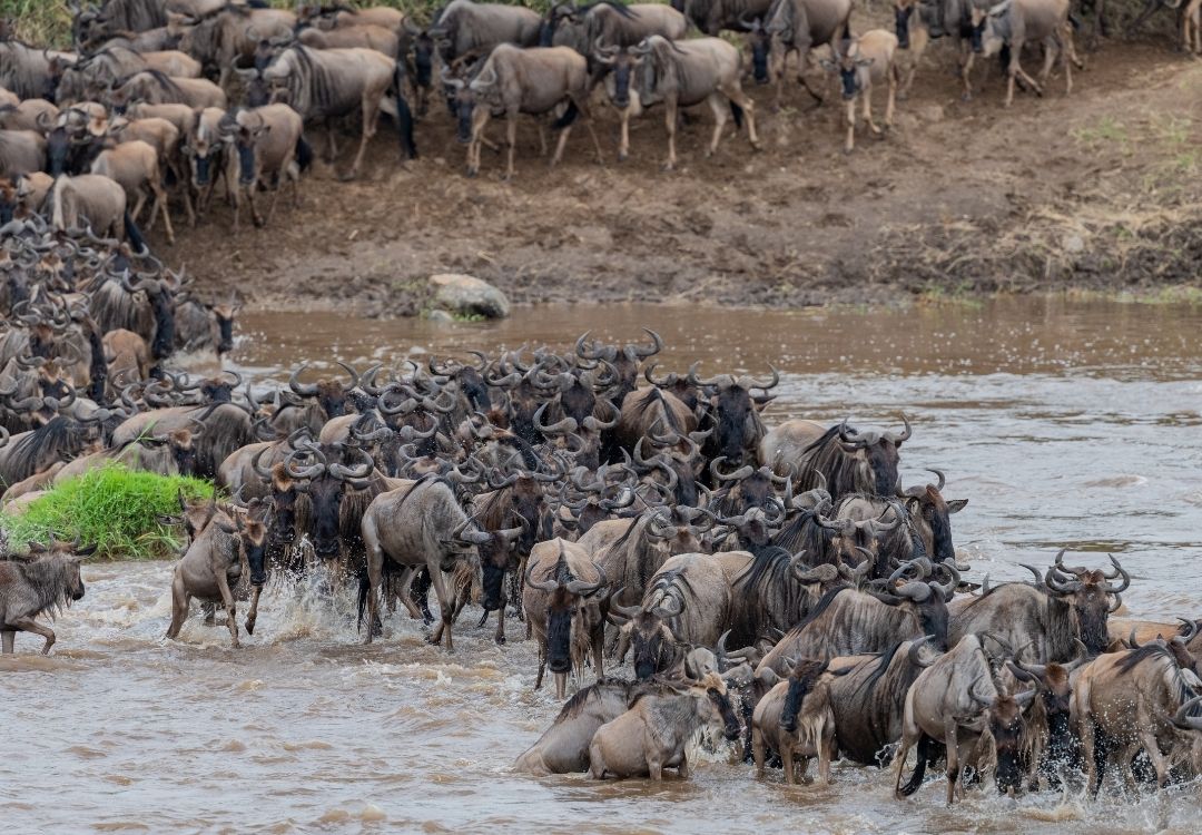 great north expeditions tanzania(14)