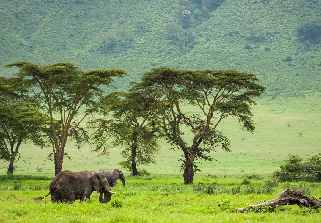 great north expeditions tanzania(15)