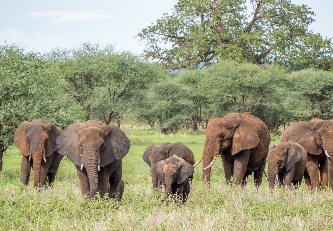 great north expeditions tanzania(2)