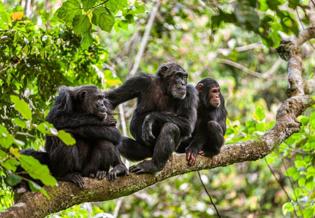 great north expeditions tanzania(24)