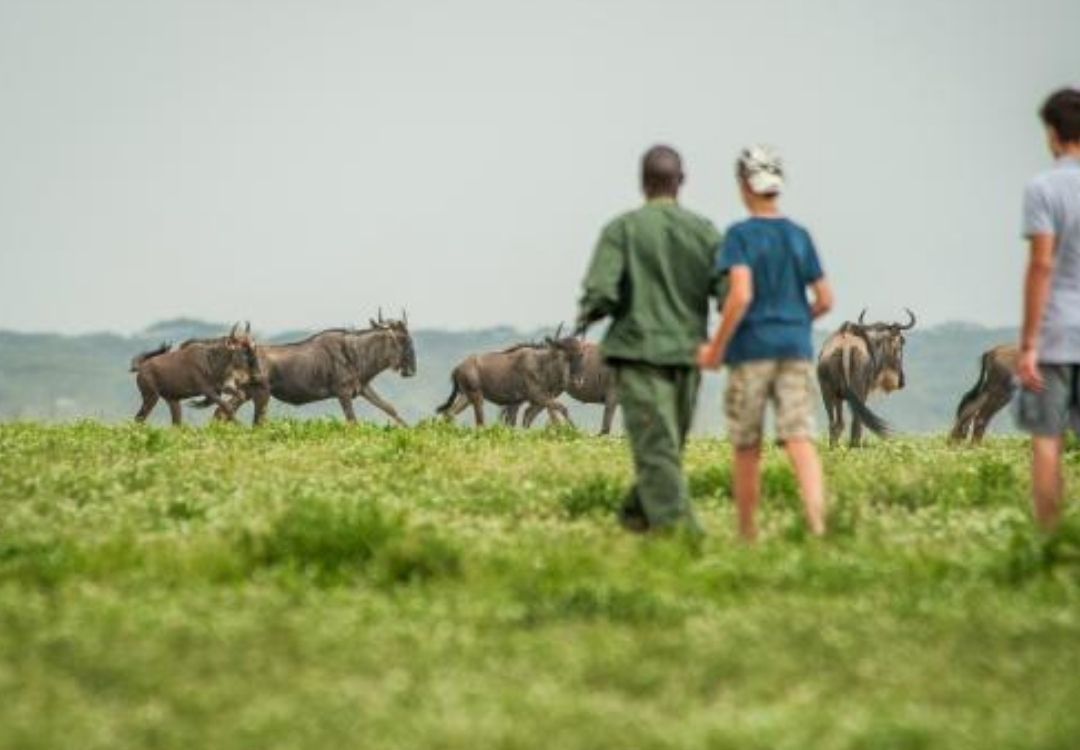 great north expeditions tanzania(26)