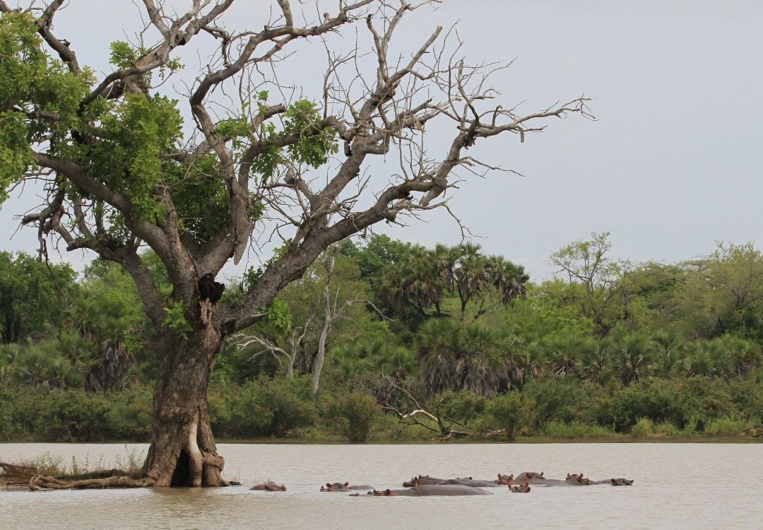 great north expeditions tanzania(27)