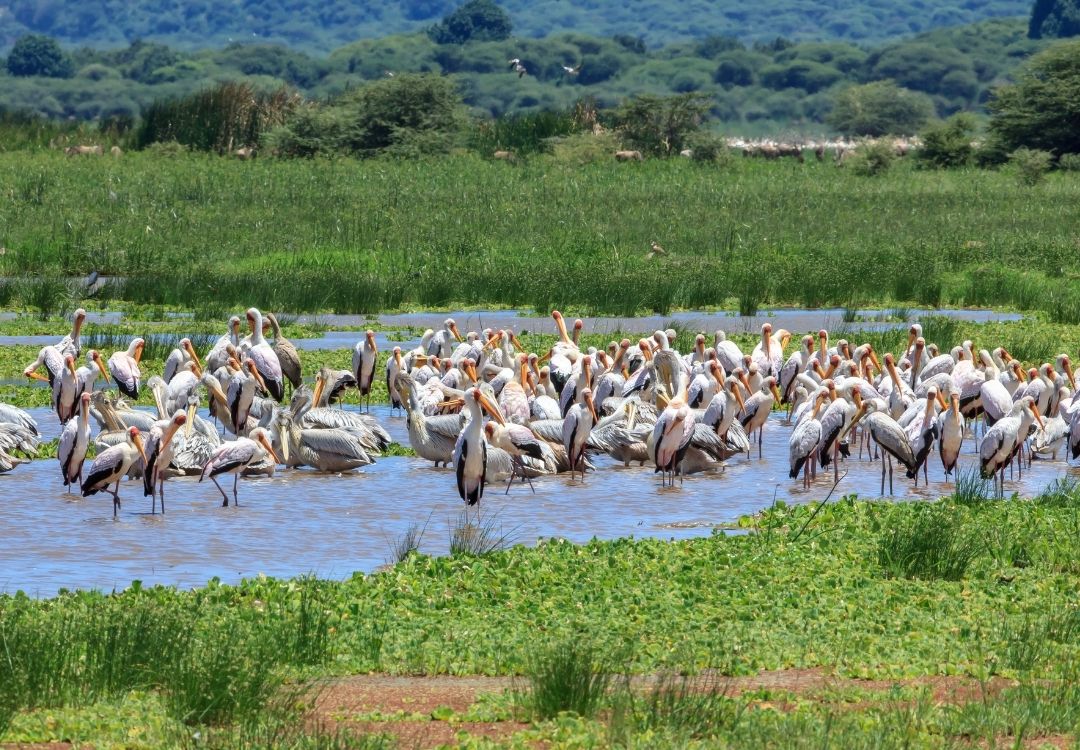 great north expeditions tanzania(3)