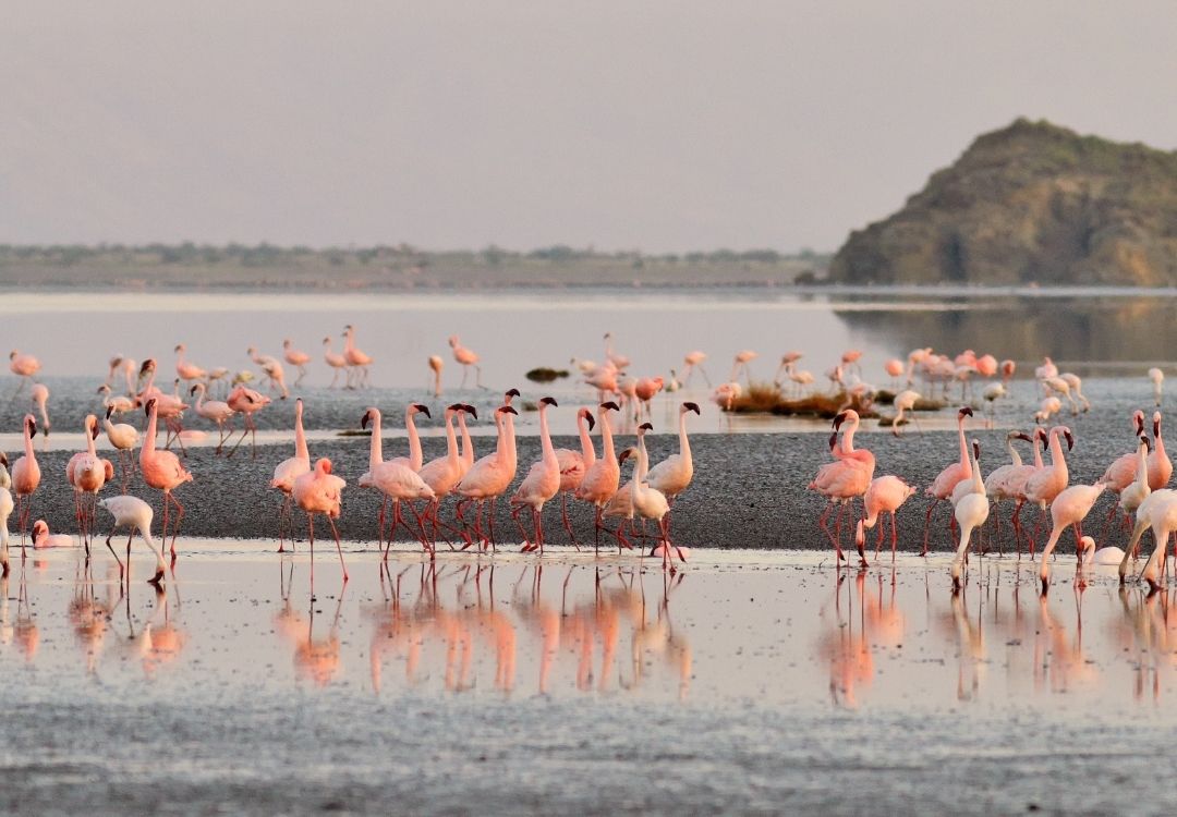 great north expeditions tanzania(30)