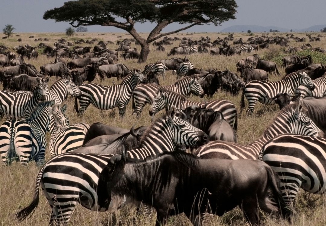 great north expeditions tanzania(37)