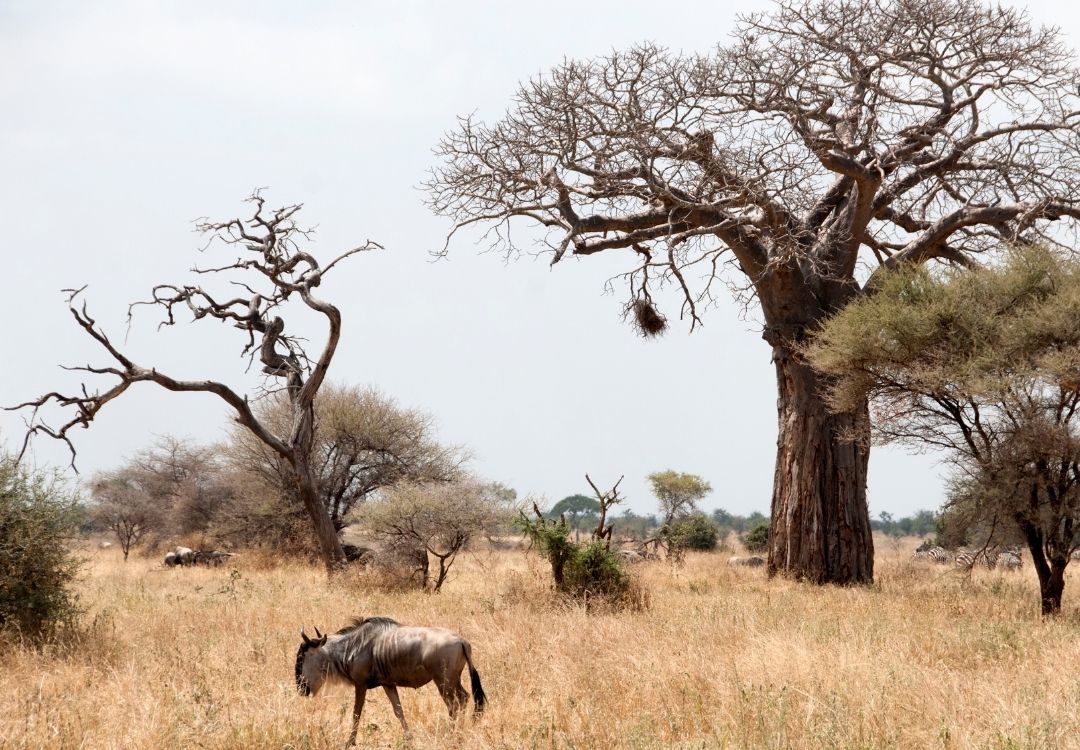 great north expeditions tanzania(38)