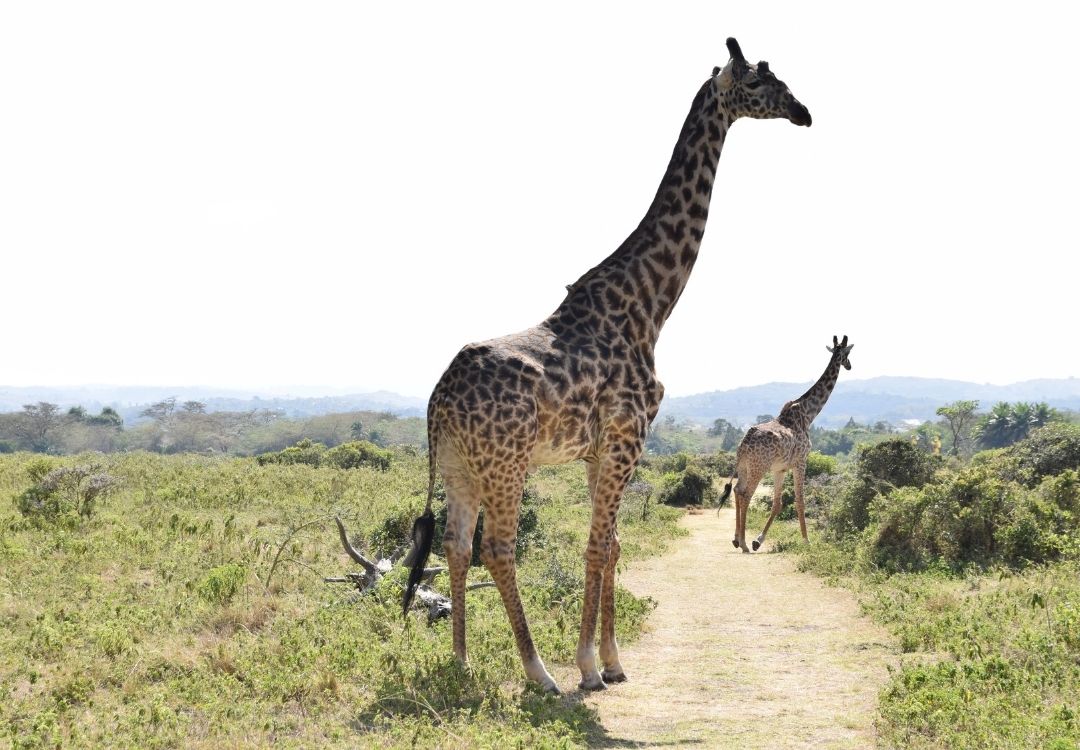 great north expeditions tanzania(5)