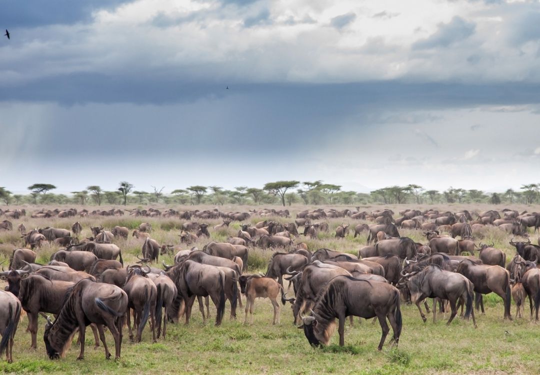 great north expeditions tanzania(51)