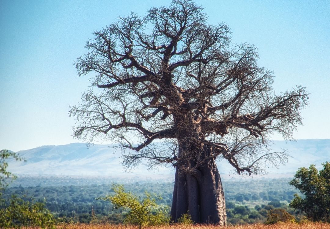 great north expeditions tanzania(6)