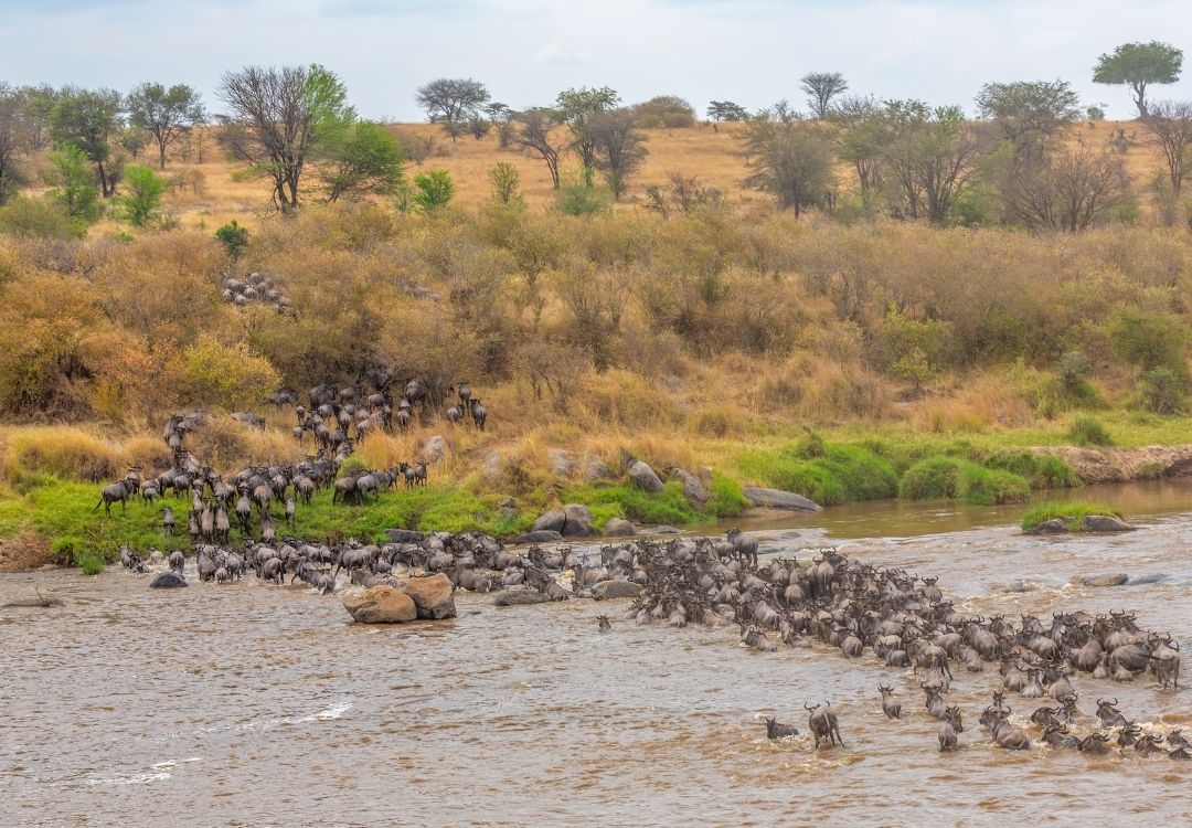 great north expeditions tanzania(60)
