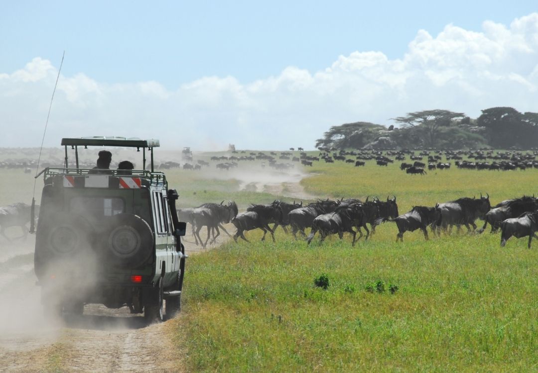 great north expeditions tanzania(61)