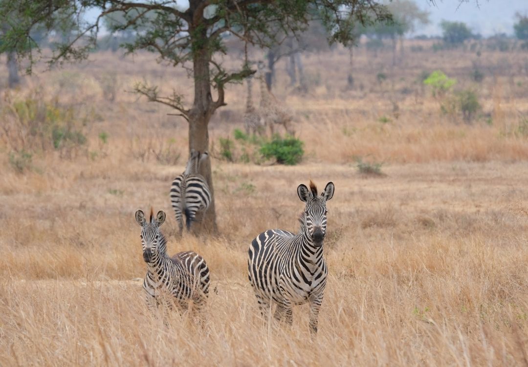 great north expeditions tanzania(8)