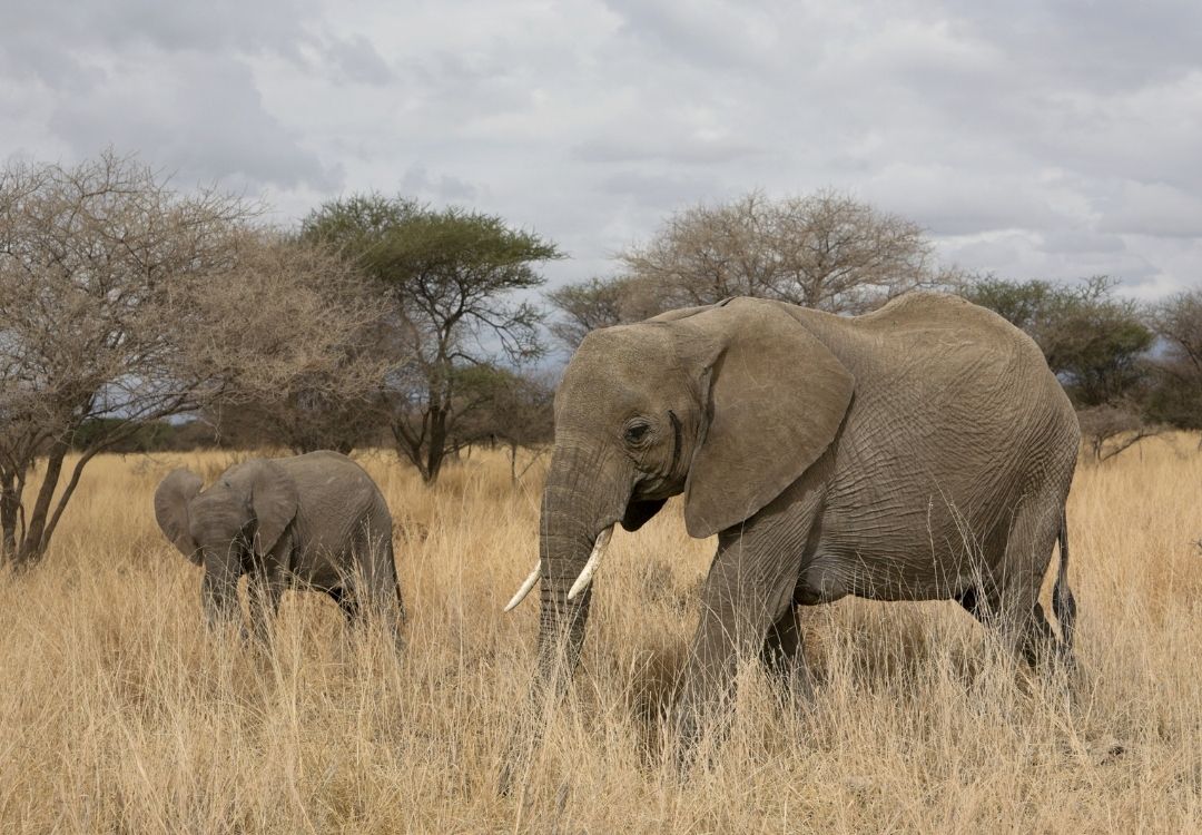 tarangire national park