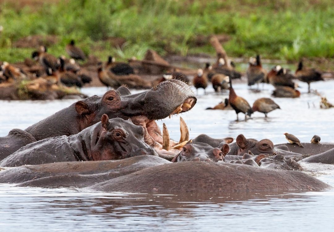 lake manyara national park