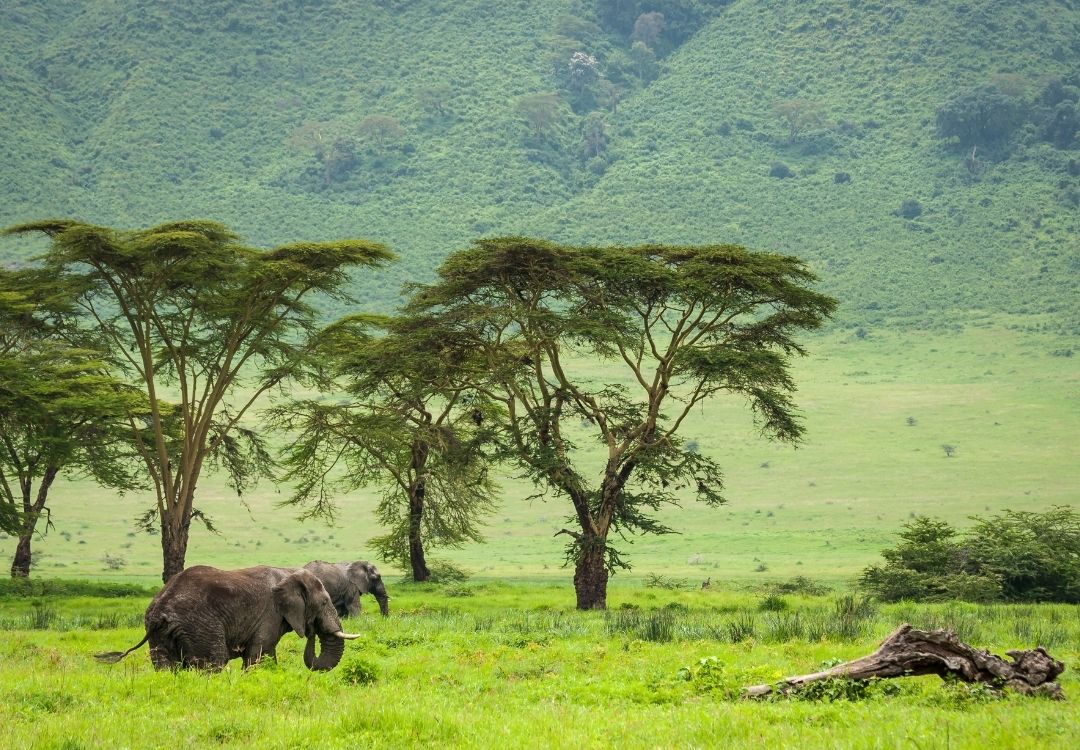ngorongoro
